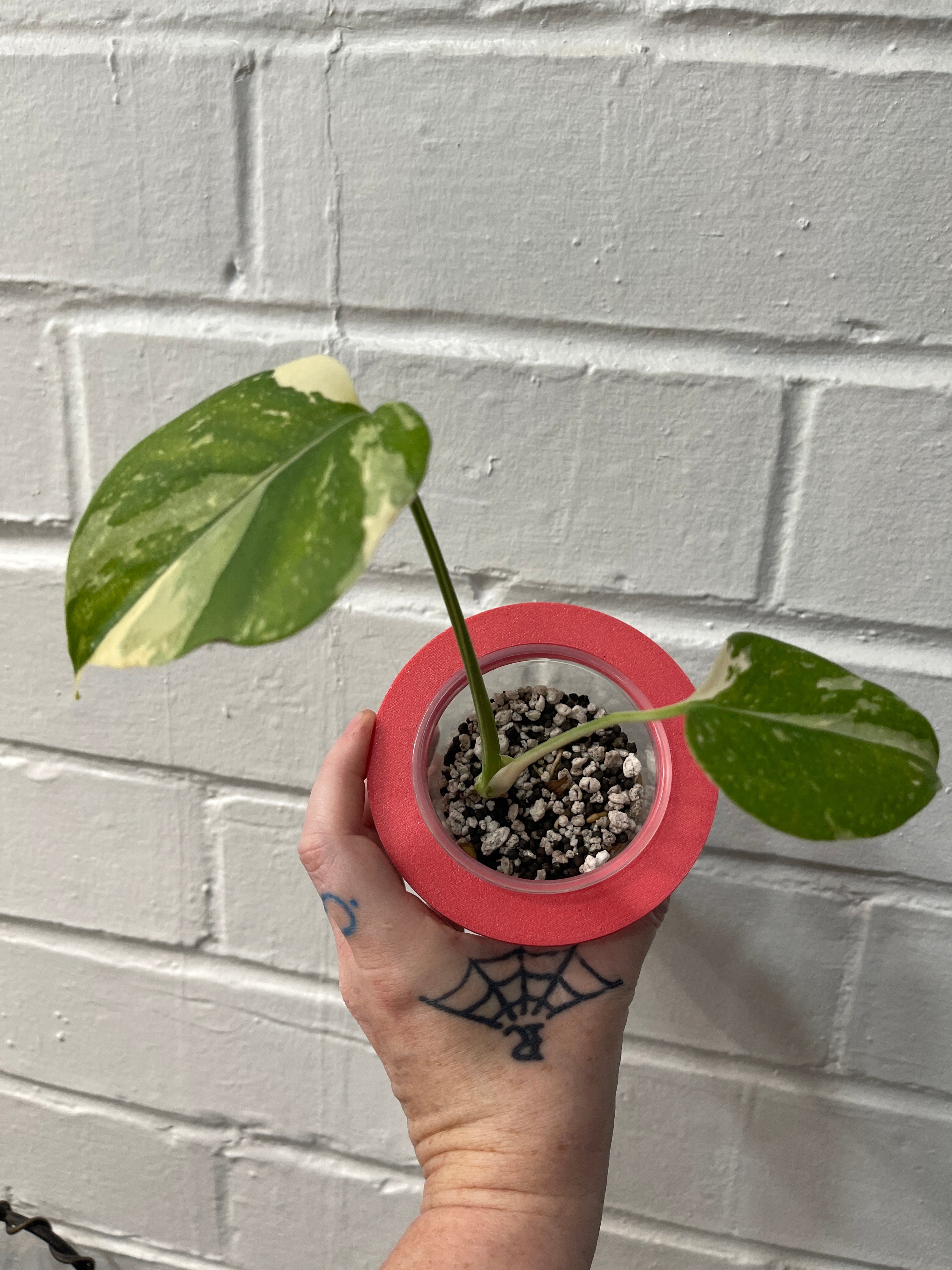 Monstera Crème Brûlée #2