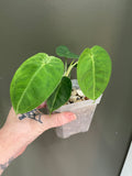 Syngonium Chiapense Frosted Heart