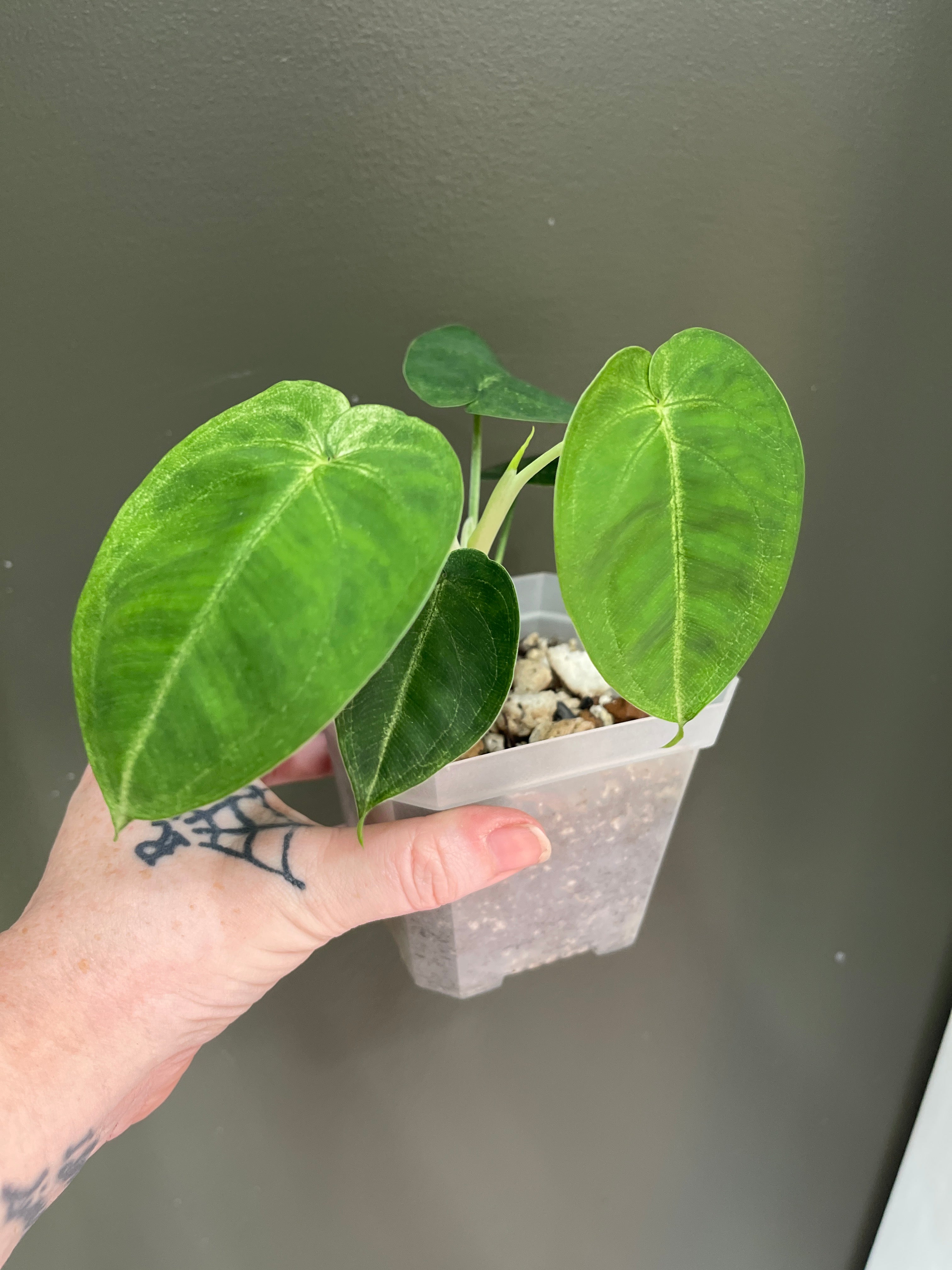 Syngonium Chiapense Frosted Heart