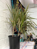 Dracena