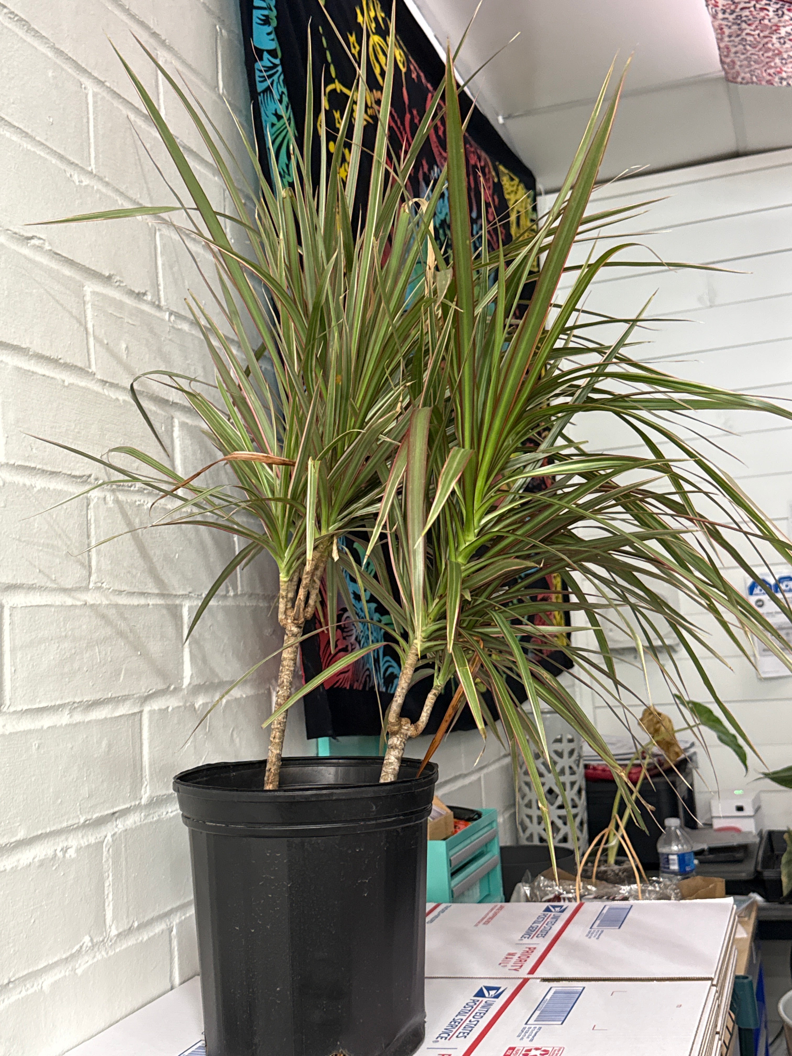 Dracena