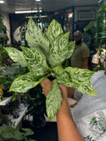 Aglaonema Donatello