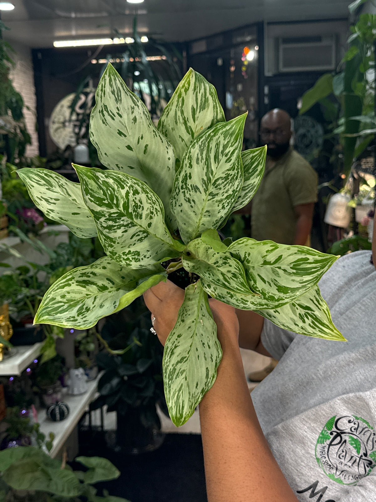 Aglaonema Donatello