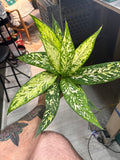 Dieffenbachia Starbright