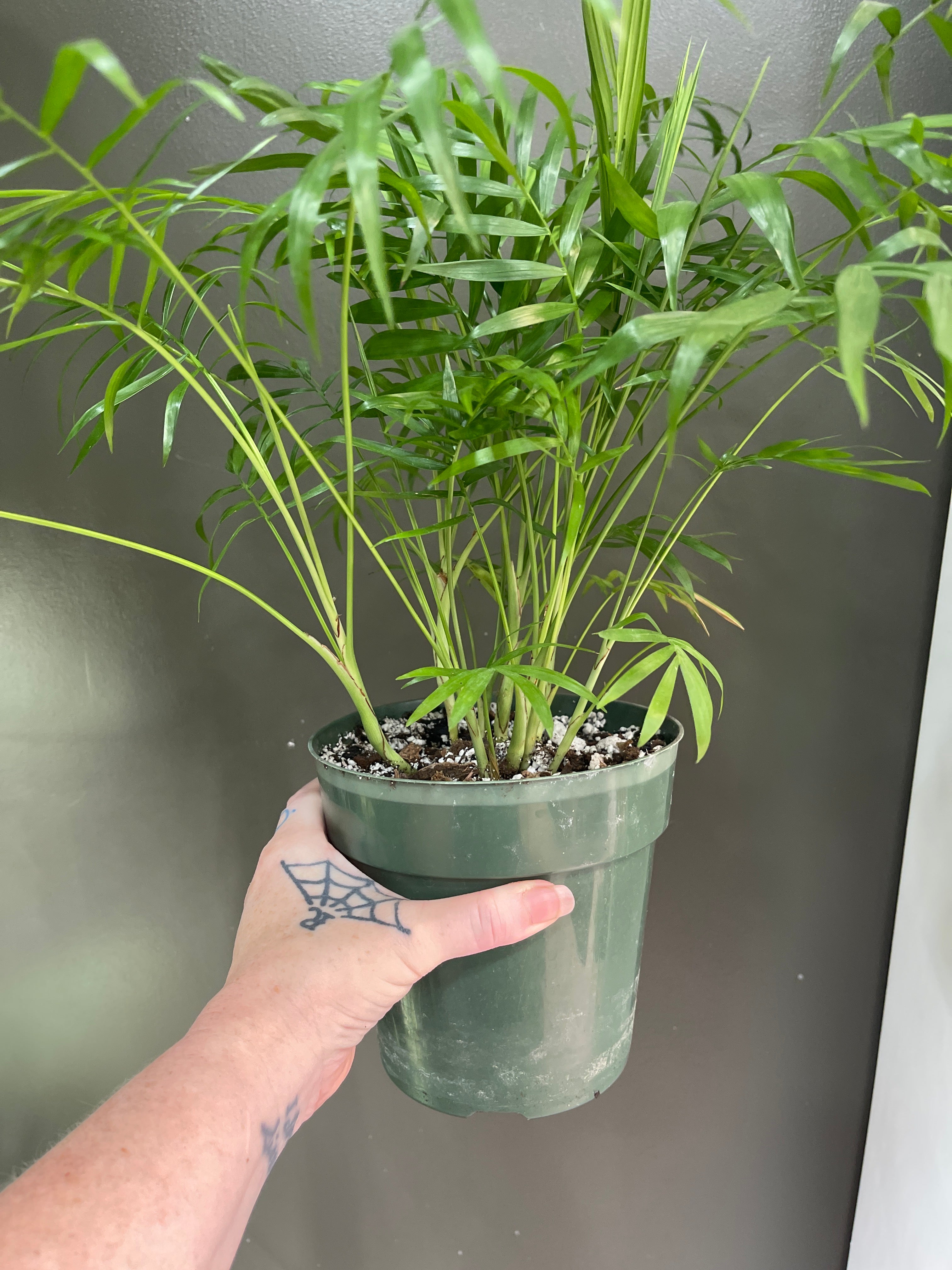 Parlor Palm