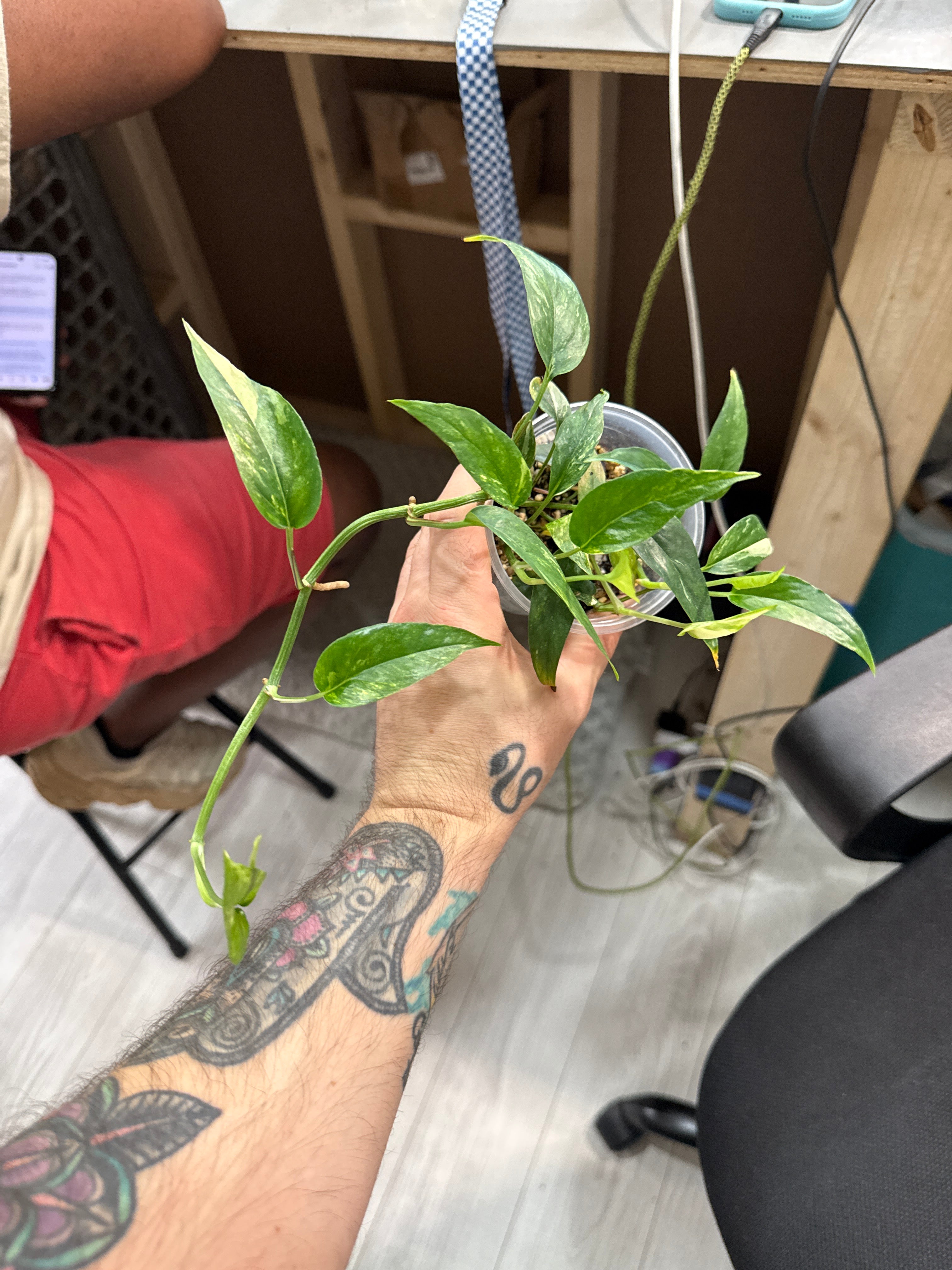 Epipremnum Albo
