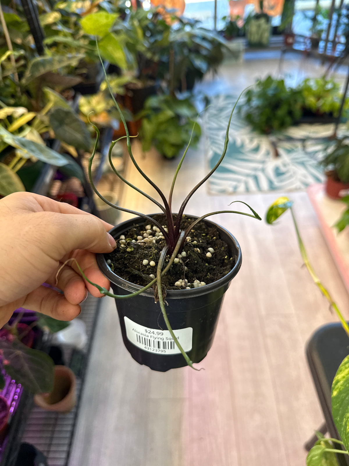 Alocasia Flying Squid