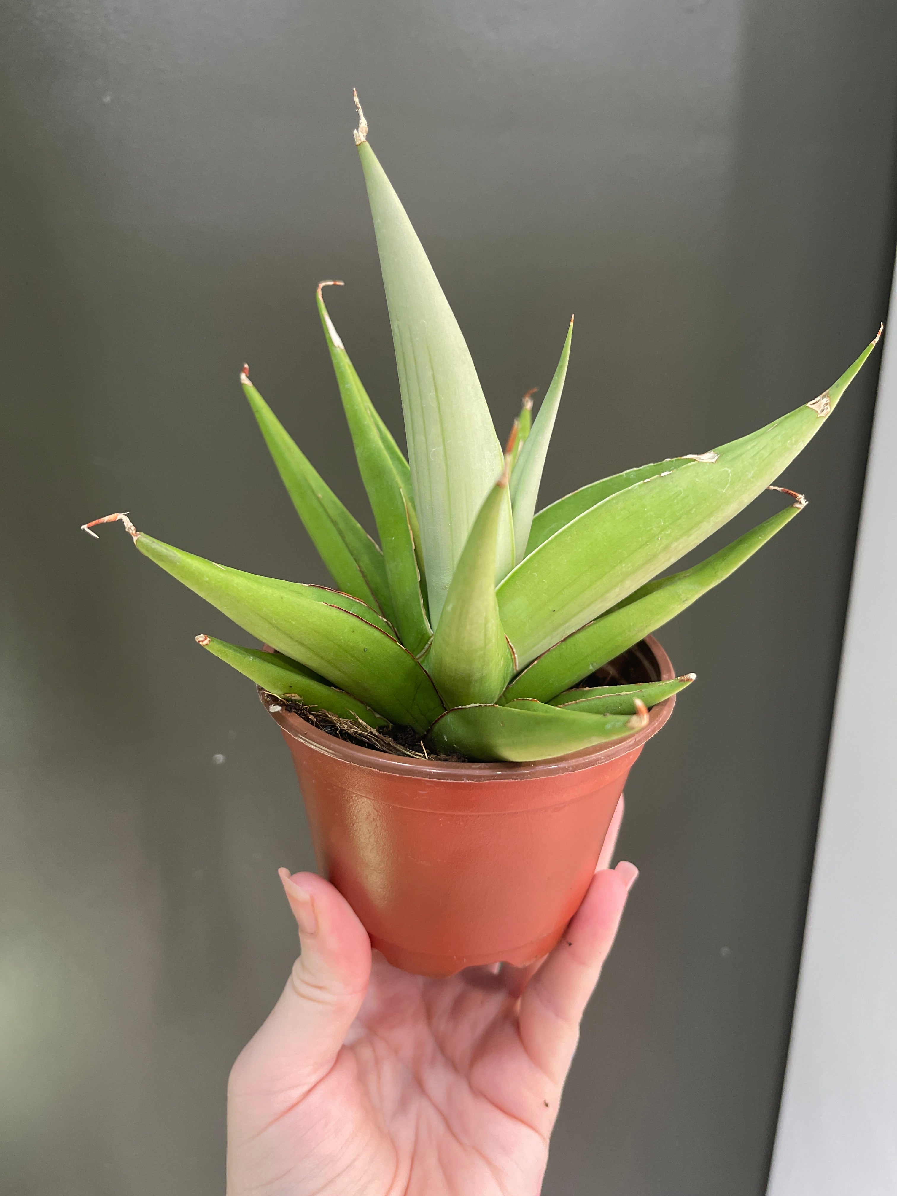 Sanseveria NOID