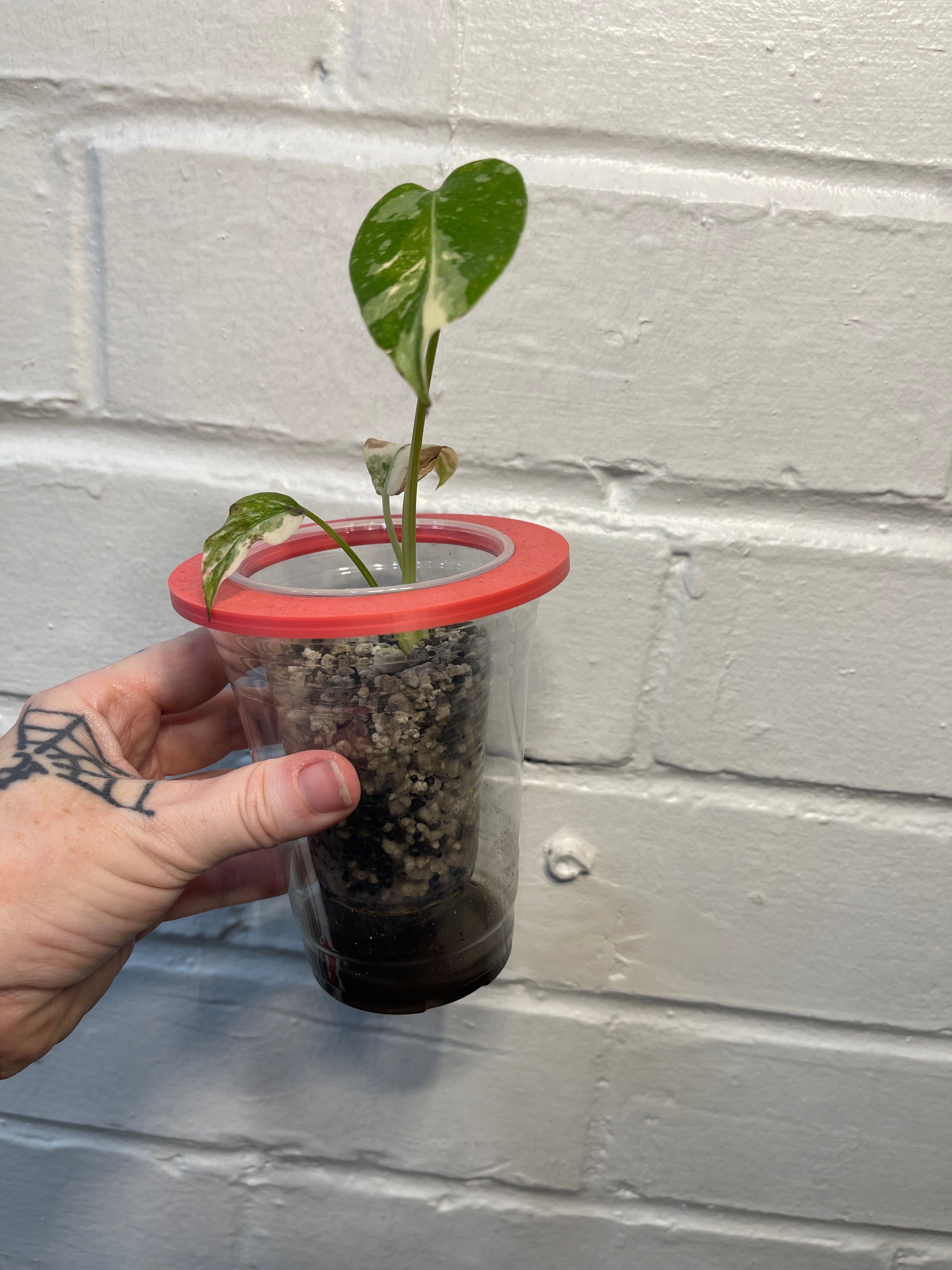 Monstera Crème Brûlée #1