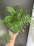 Parlor Palm