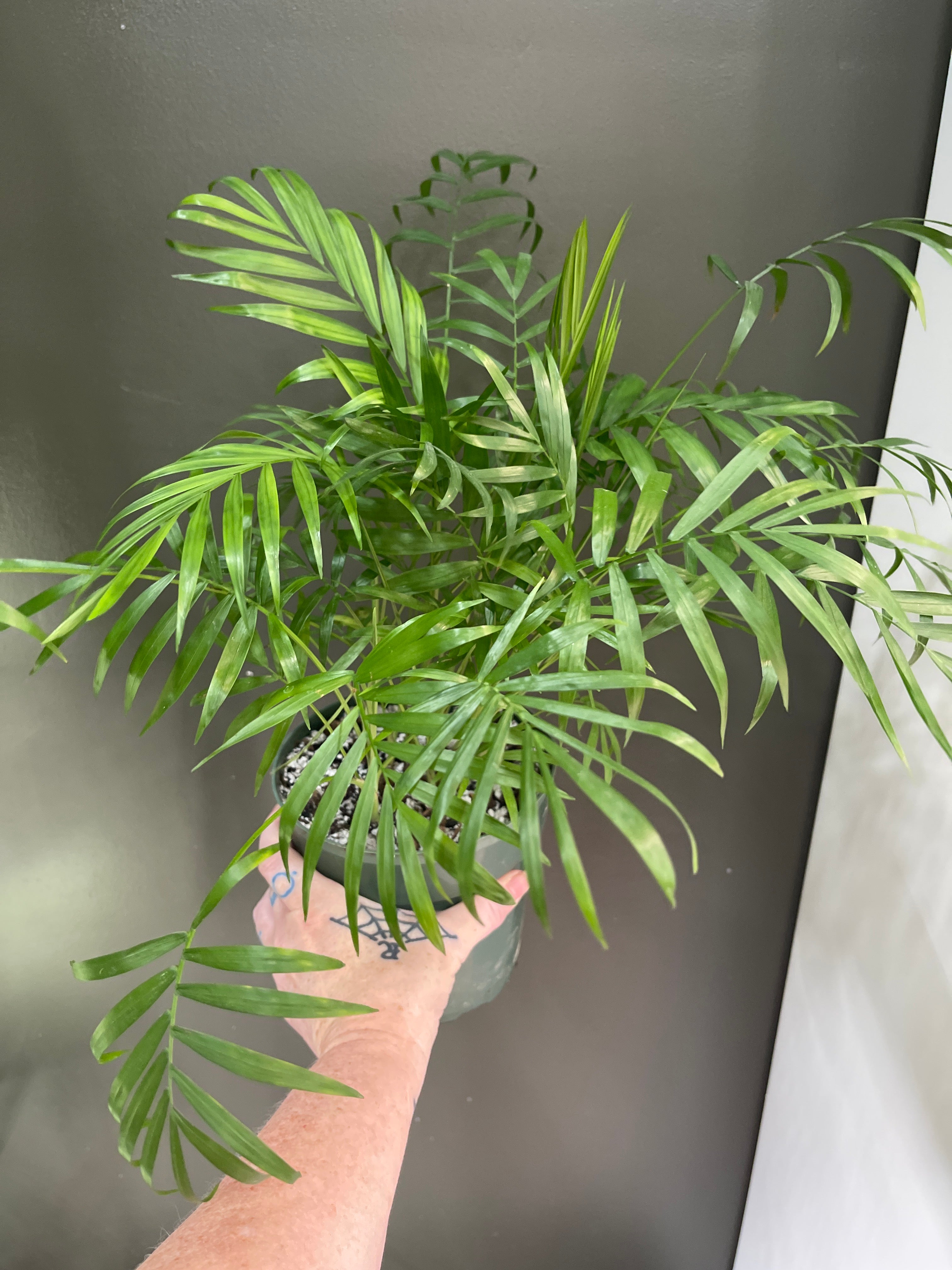Parlor Palm