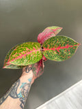 Aglaonema Red Stardust
