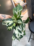 Calathea Stella