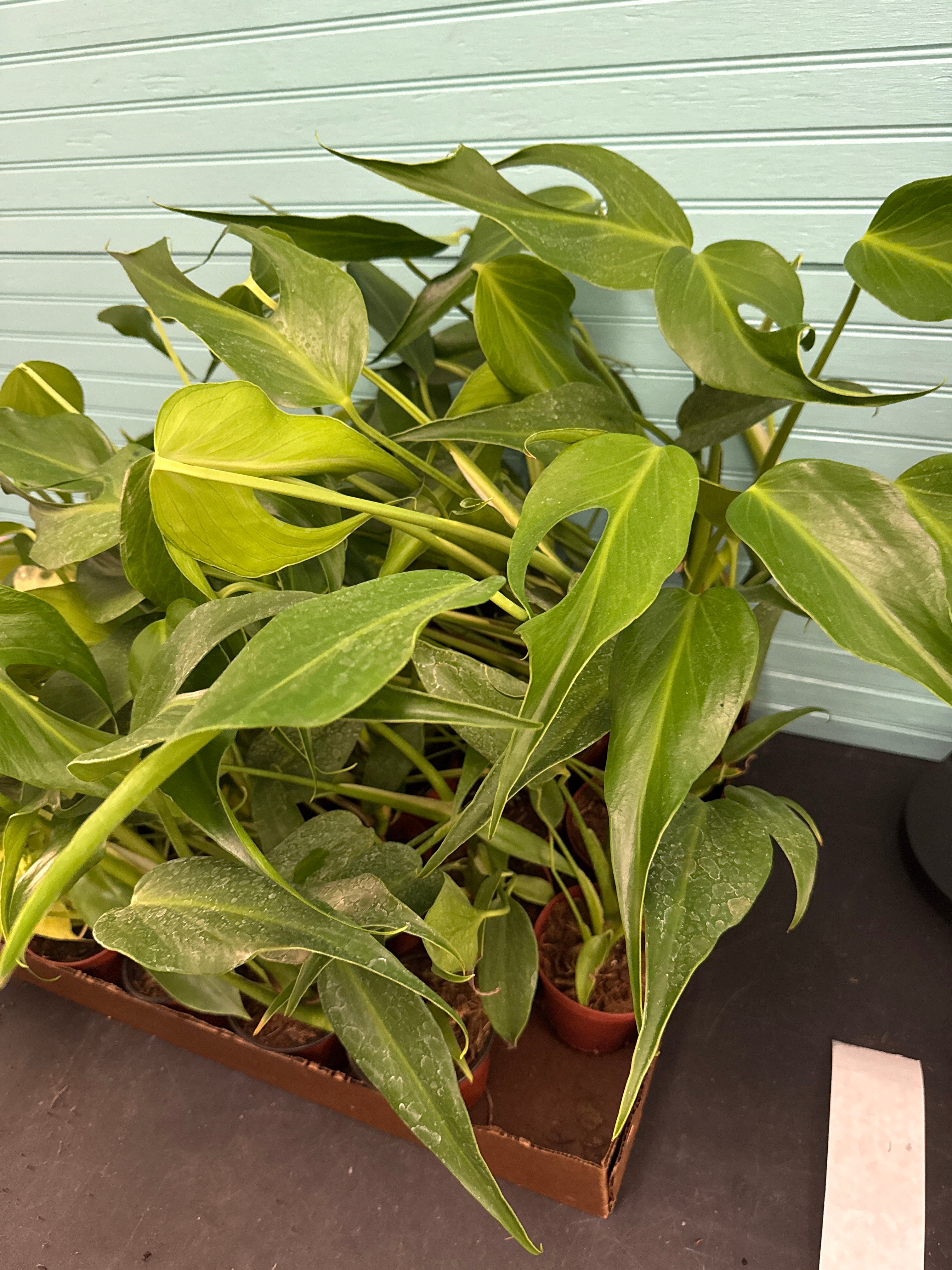 Monstera Burle Marxe Flame