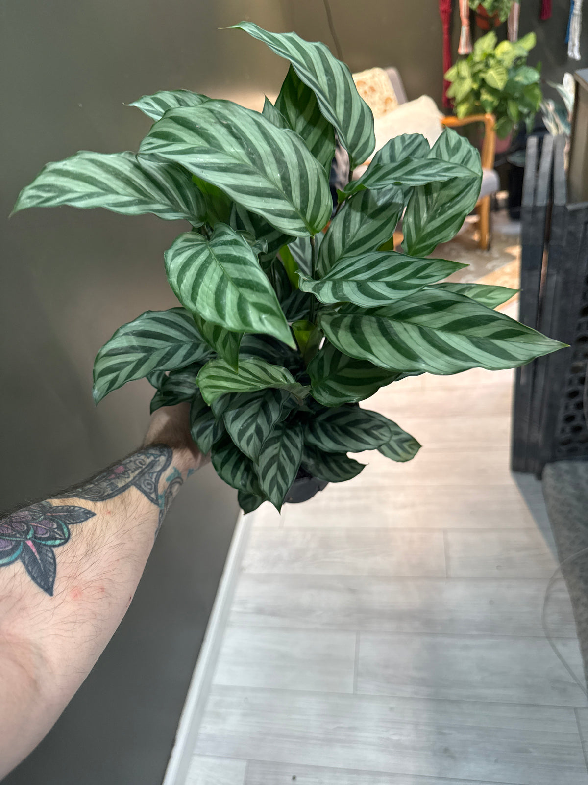 Calathea Concinna