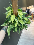Philodendron Rio on a Pole