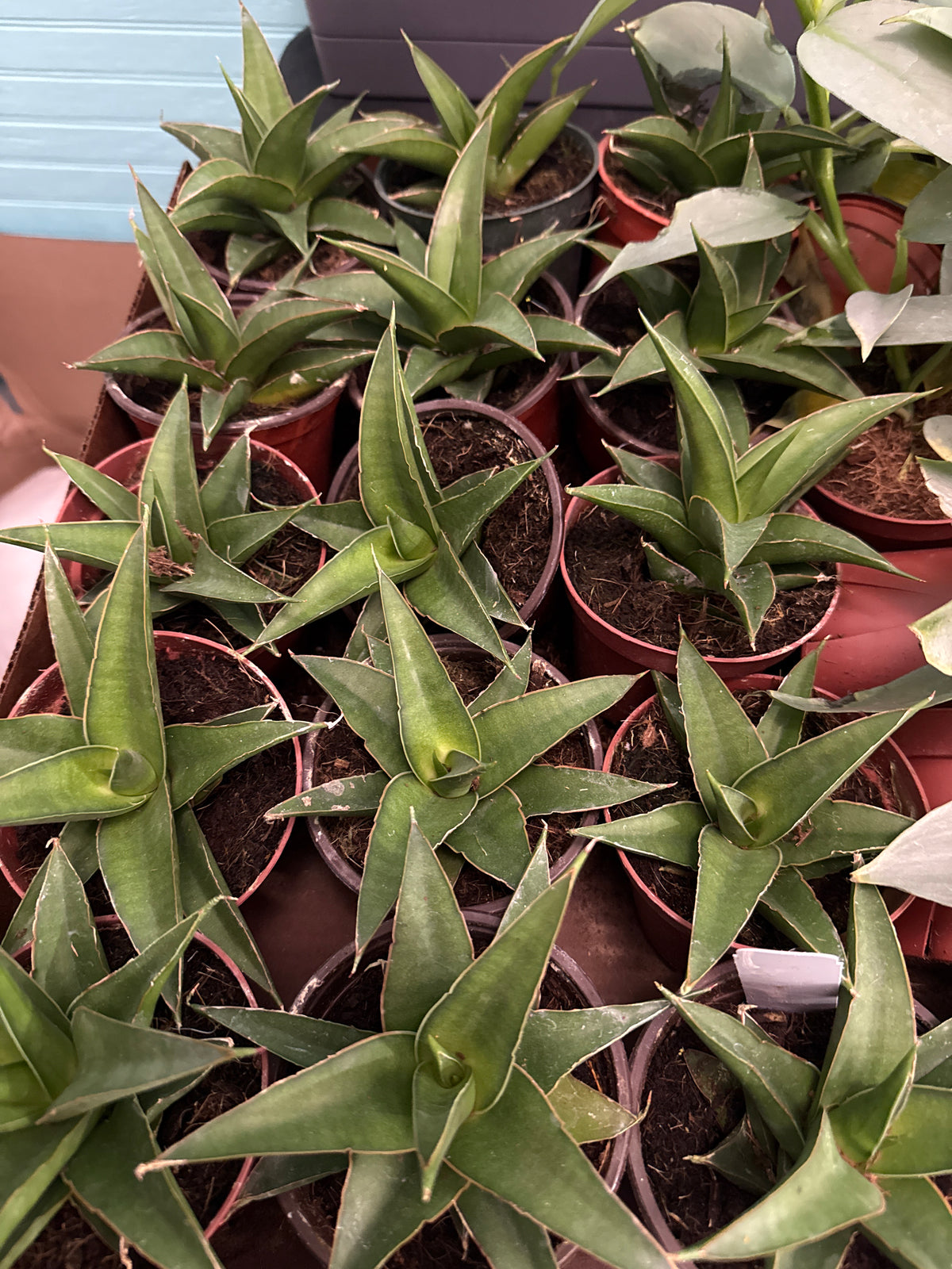 Sanseveria Tower Blue