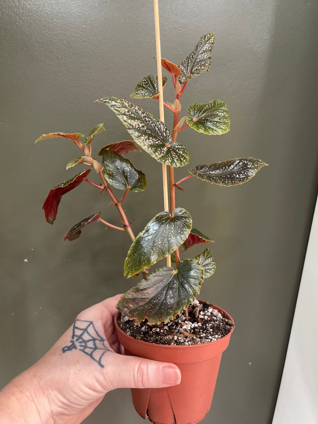 Begonia Benigo Pink
