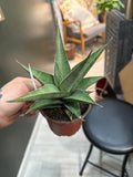 Sanseveria Tower Grey