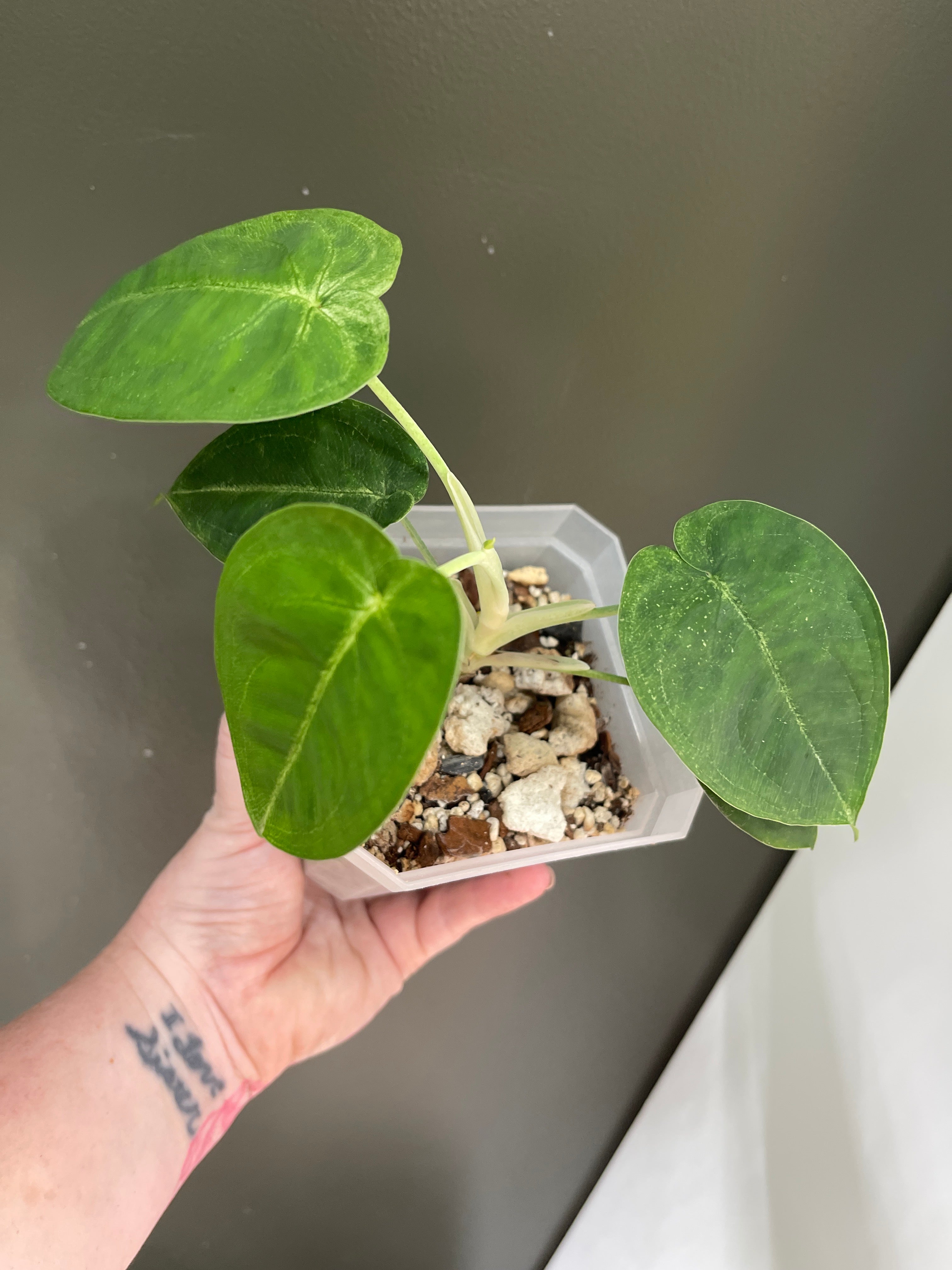 Syngonium Chiapense Frosted Heart