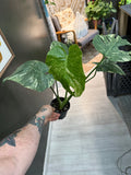 Monstera Green Snow