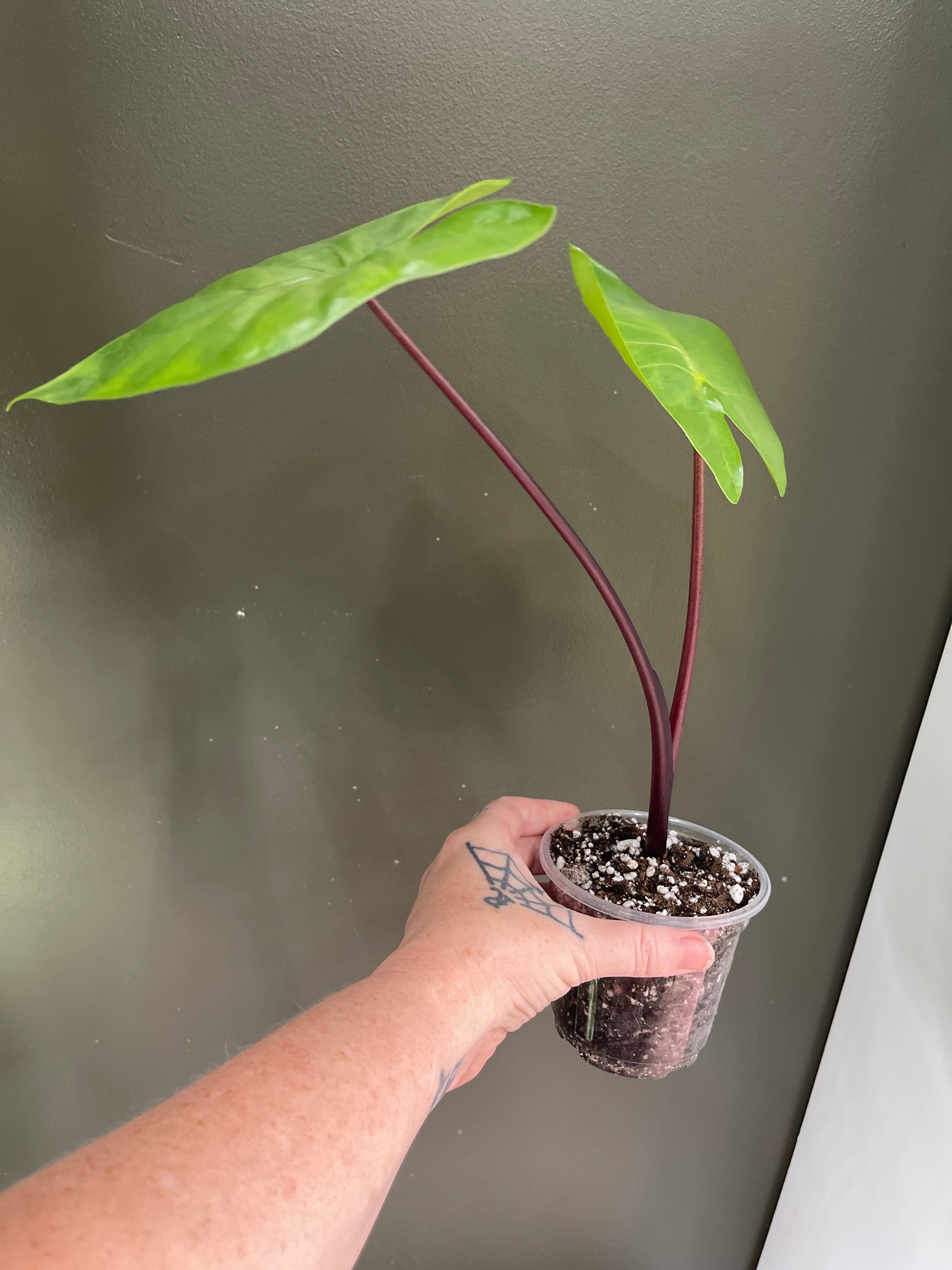 Alocasia Dark Star