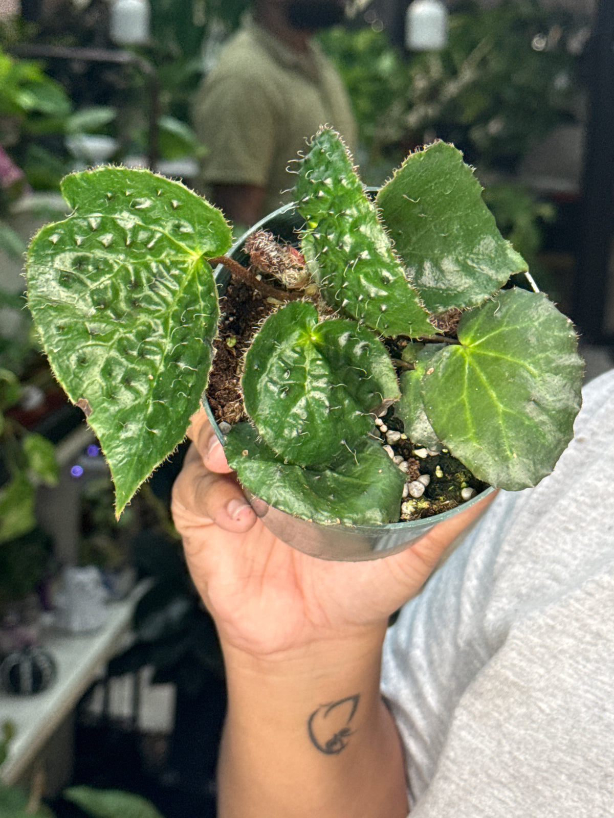 Begonia Ferox
