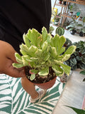 Euphorbia Ritchie Variegated