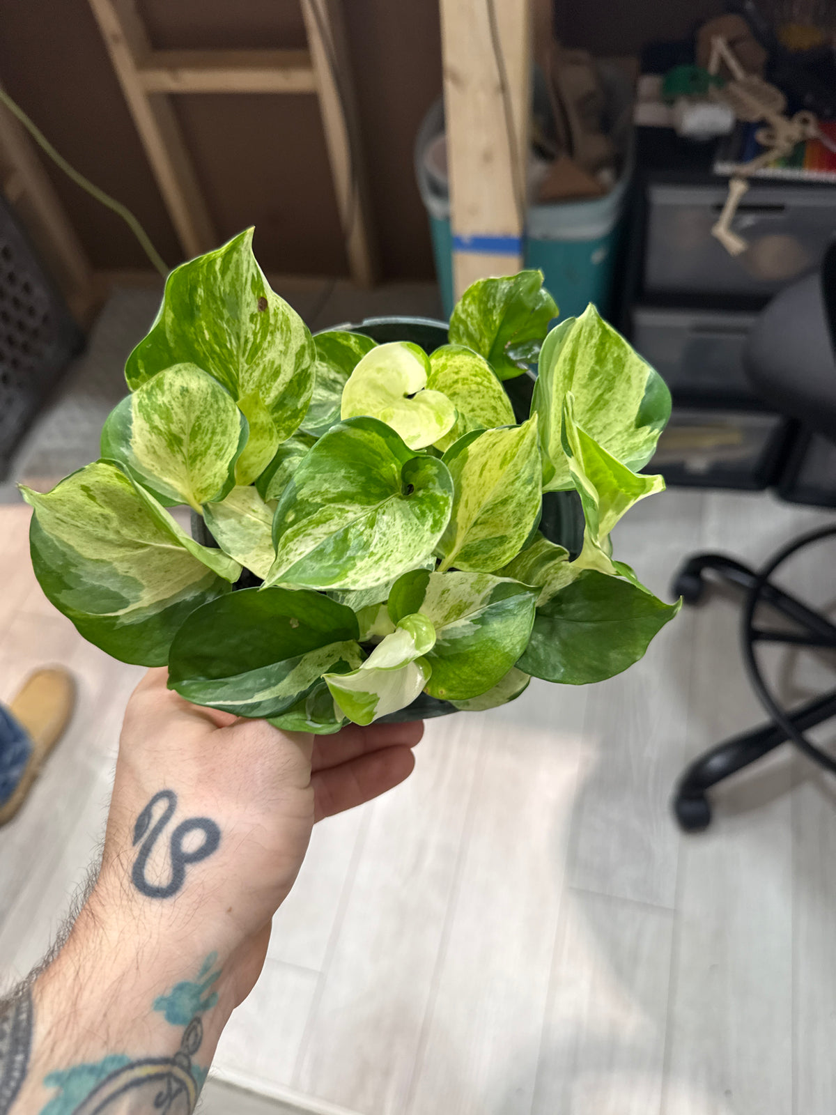 Manjula Pothos