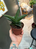 Sanseveria Samurai