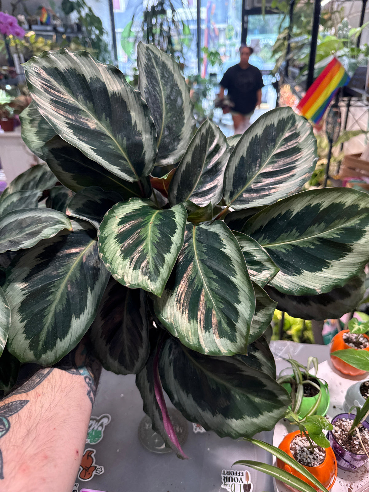 Calathea Marion
