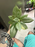 Ficus Tineke Revert