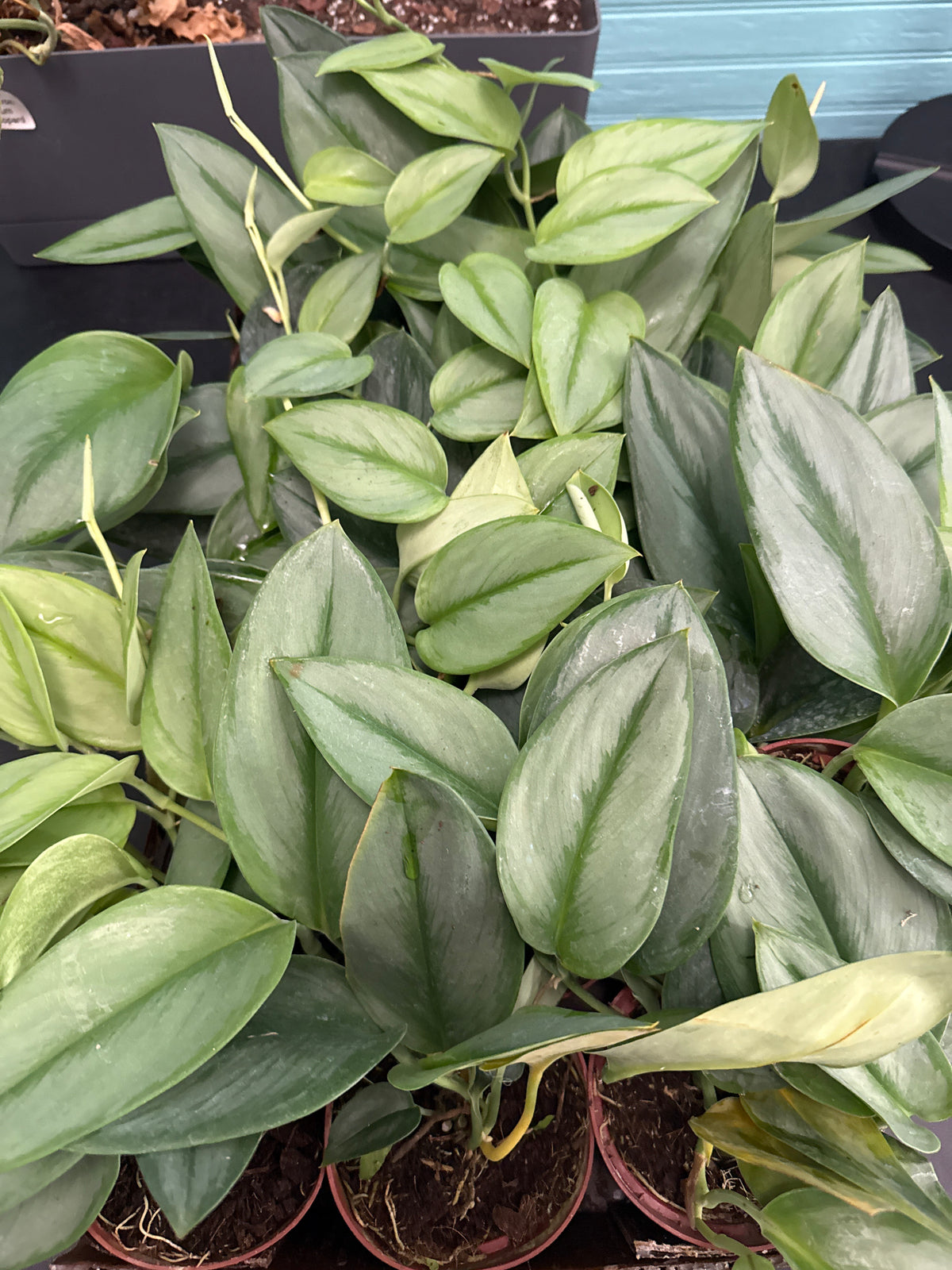Scindapsus Treubii Moonlight