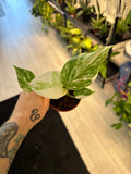 Monstera Albo