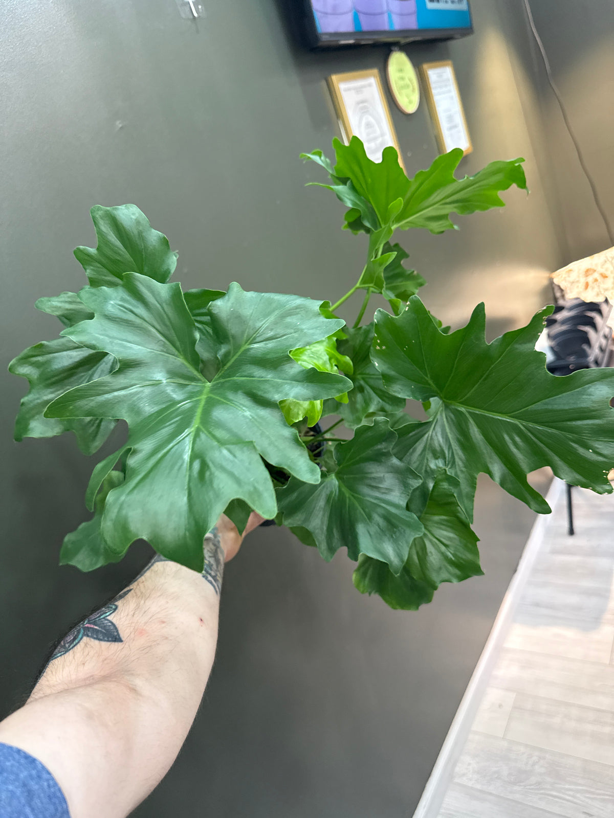 Philodendron Sellom