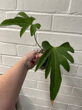 Anthurium Podophyllum