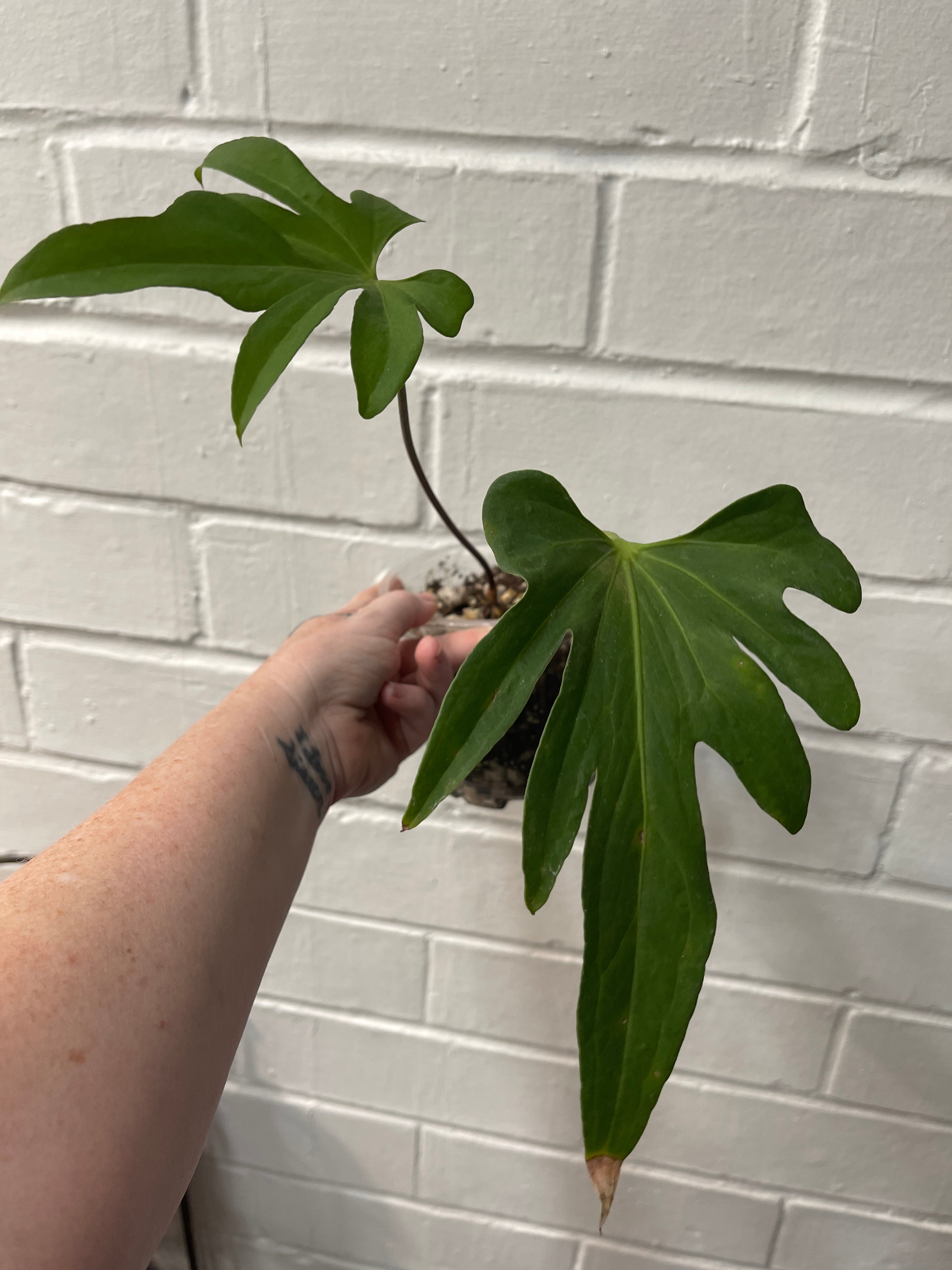 Anthurium Podophyllum
