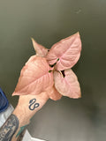 Syngonium Neon Pink