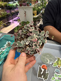 Variegated String of Hearts