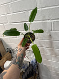 Philodendron Glad Hands