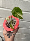 Monstera Crème Brûlée #1
