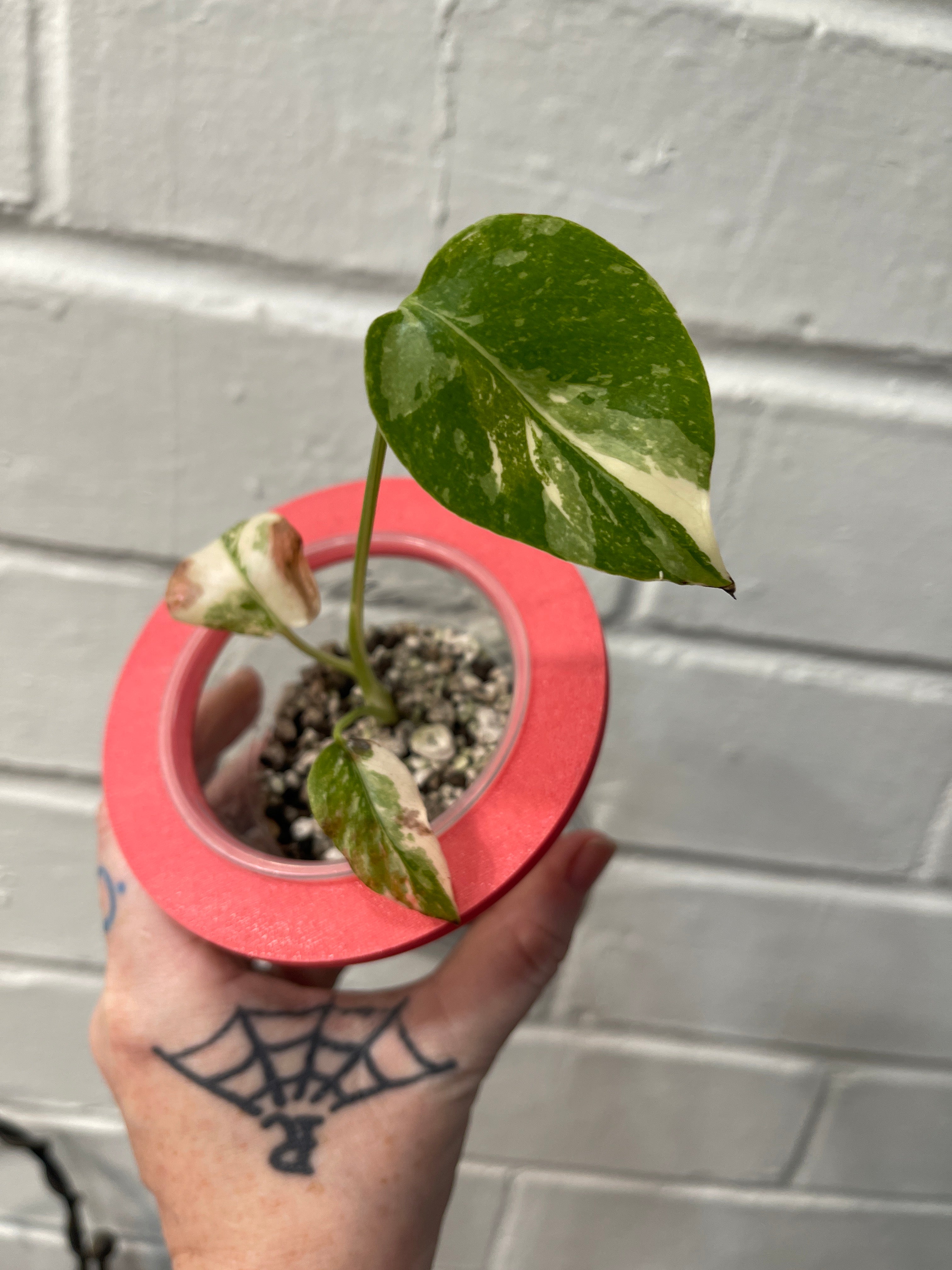Monstera Crème Brûlée #1