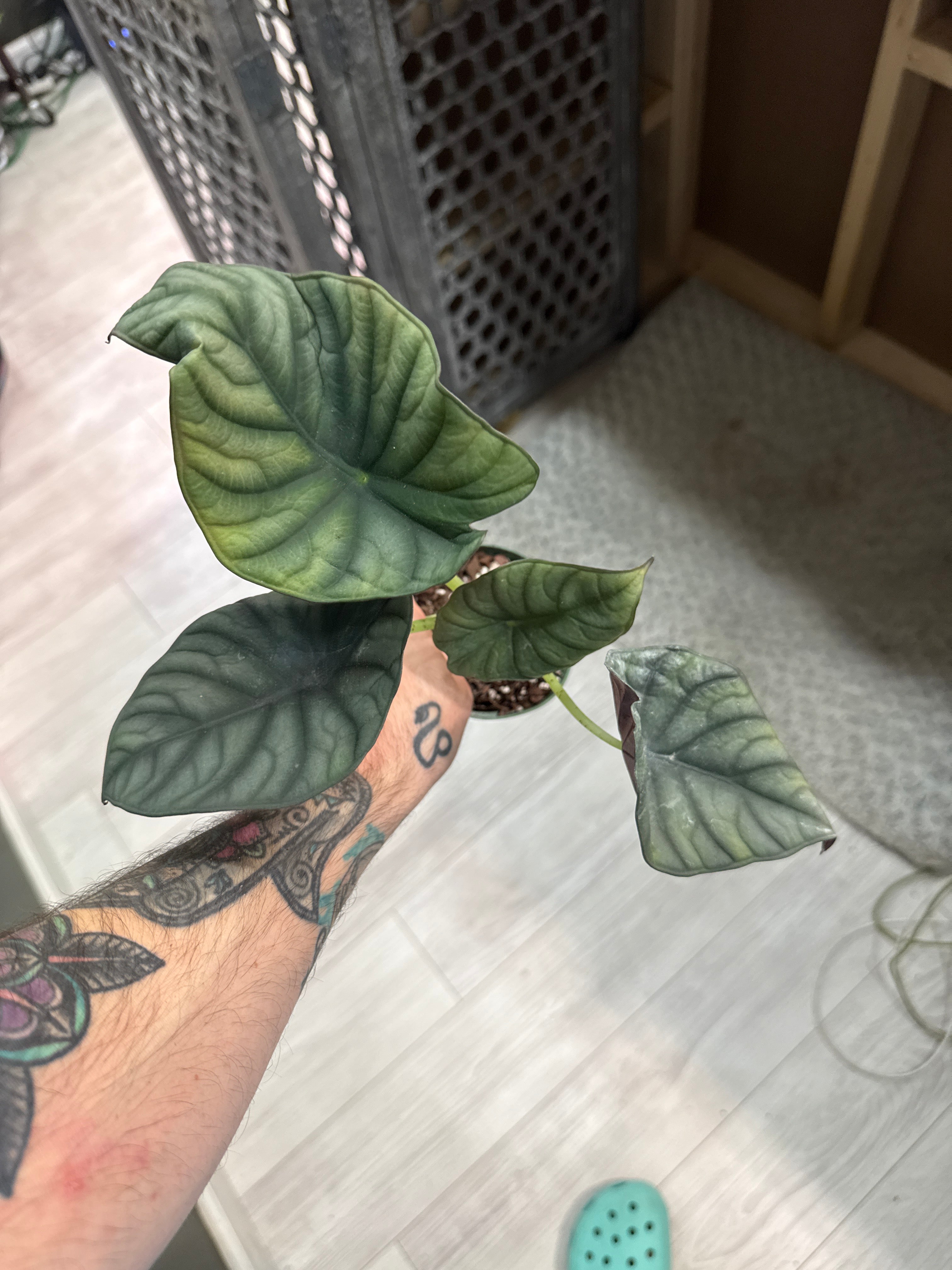 Alocasia Nebula Imperialis