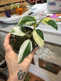 Scindapsus Blue Albo