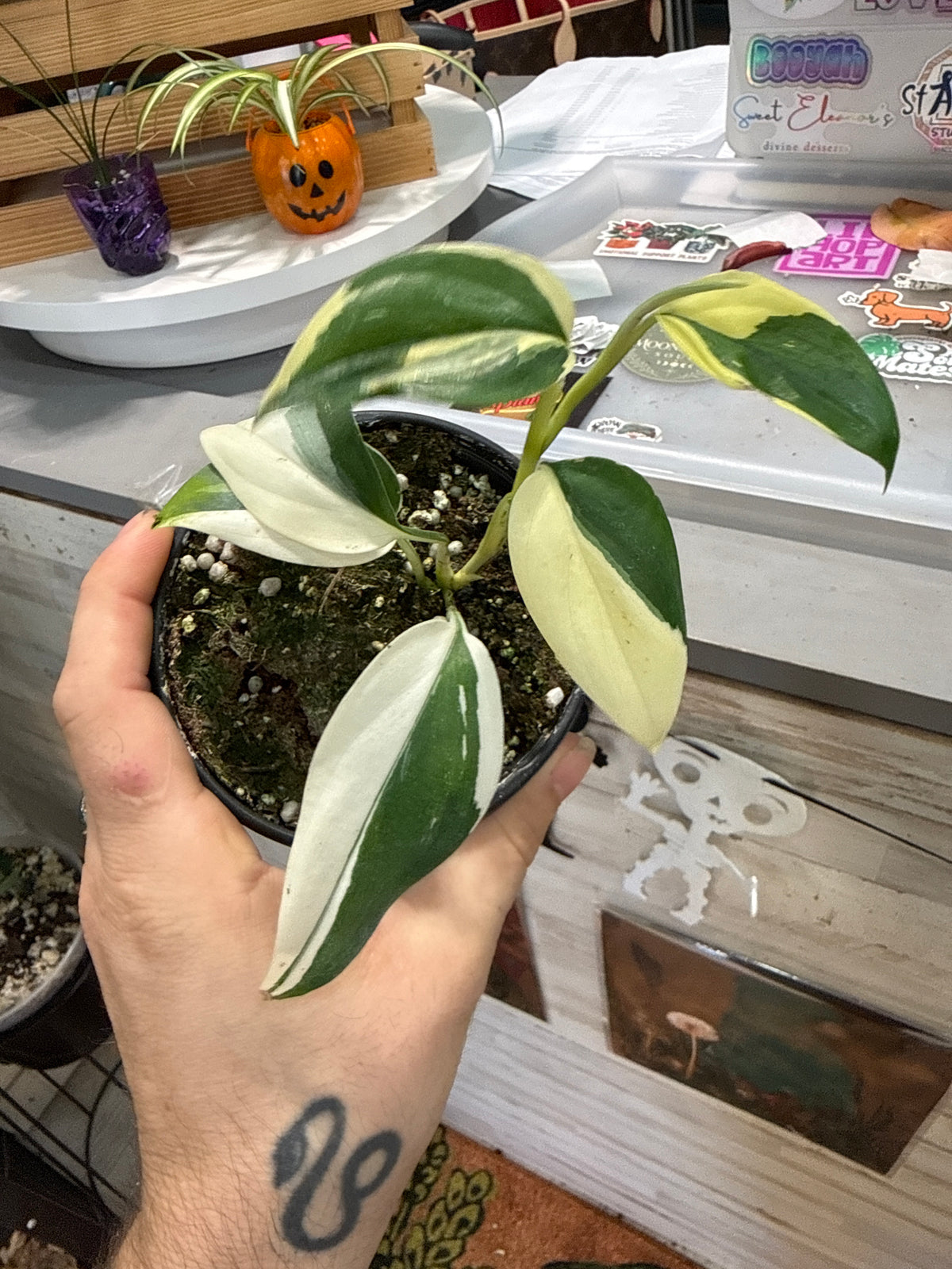 Scindapsus Blue Albo