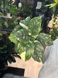 Schismatoglottis Variegated