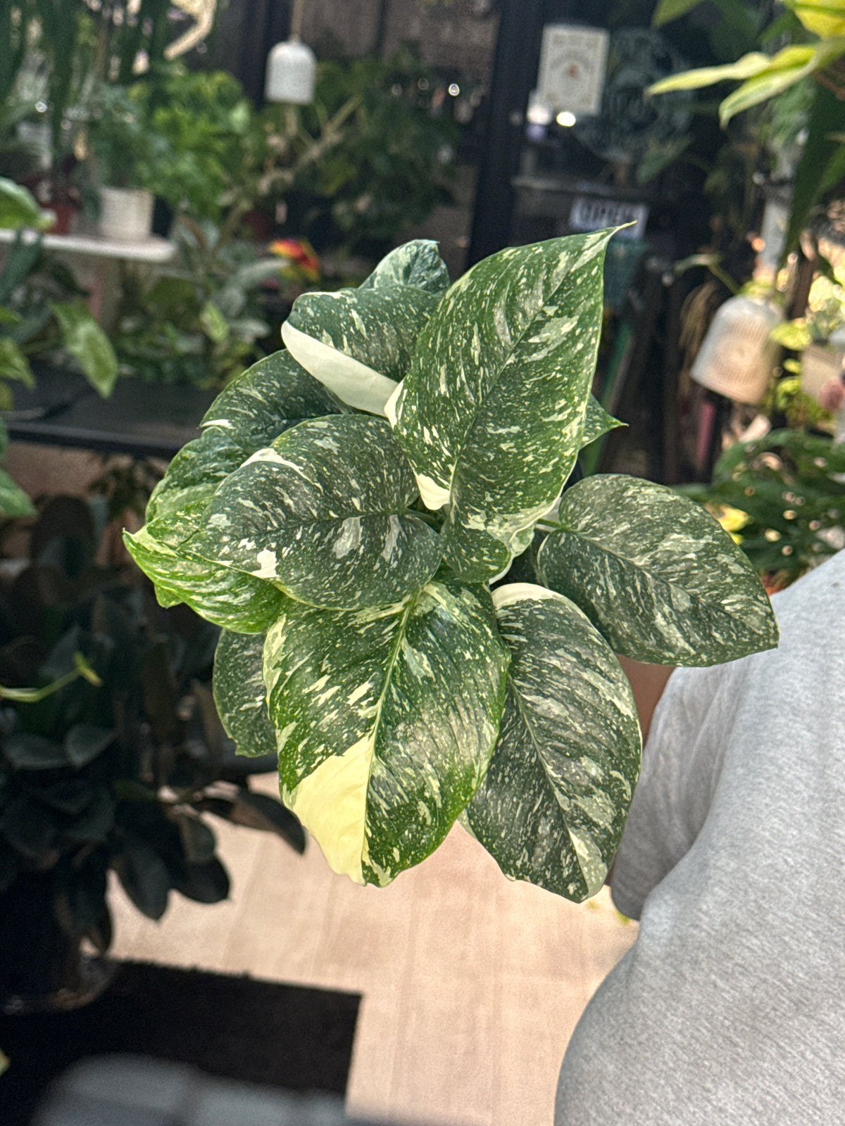 Schismatoglottis Variegated