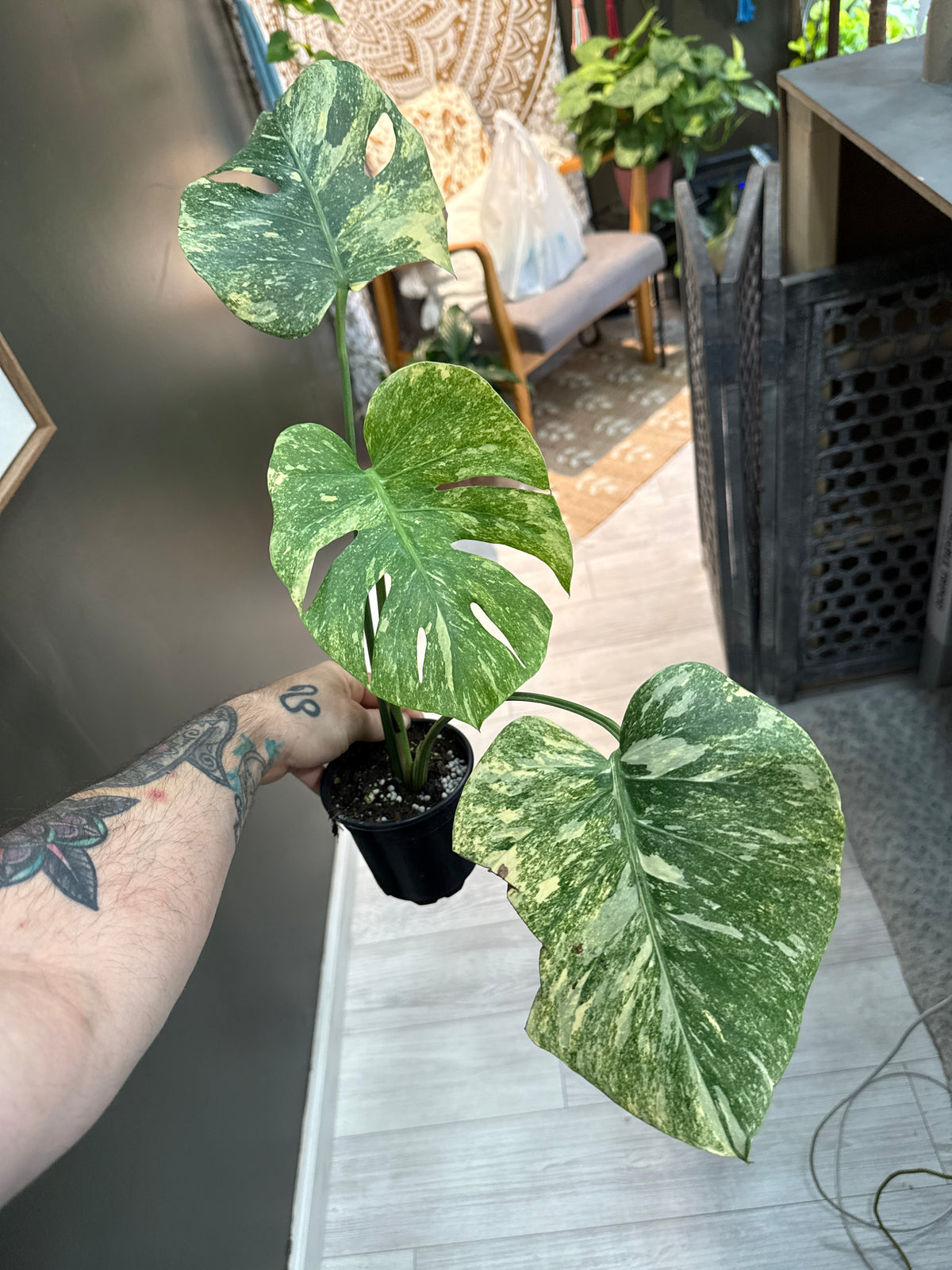 Monstera Legacy