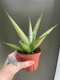 Sanseveria Long White