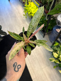 Philodendron Caramel Marble Pink Variegated
